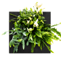 Mobilane LivePicture Go zwart met kamerplanten